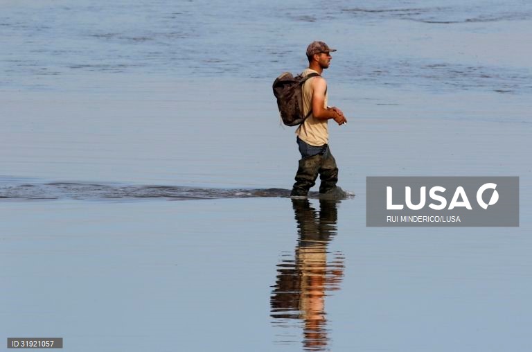 Apanha de bivalves com novas regras a 01 de junho para combater captura ilegal