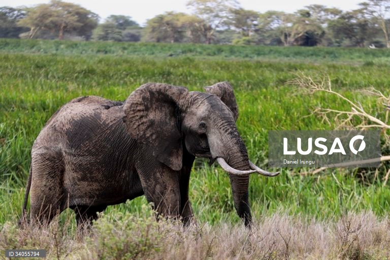 Mozambique: Largest reserve needs €7.7M a year for management, maintenance