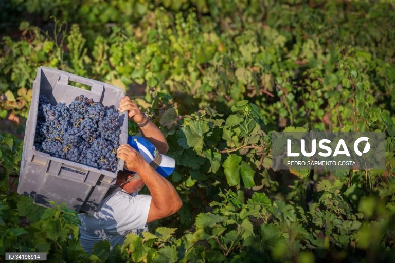 Produção de vinho deverá cair 11% na campanha 2025/2026