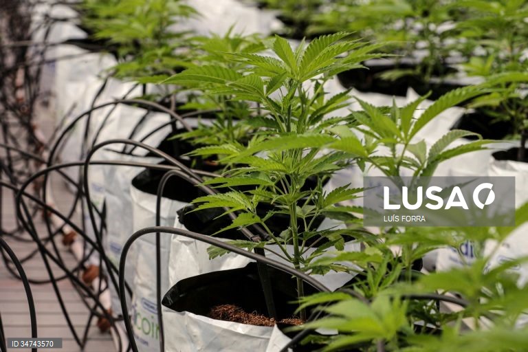 Consumo de canábis pode alterar resposta sexual feminina, conclui estudo