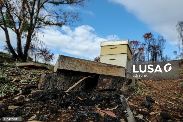 Mais de duas mil colónias de abelhas afetadas pelos incêndios na Beira Alta