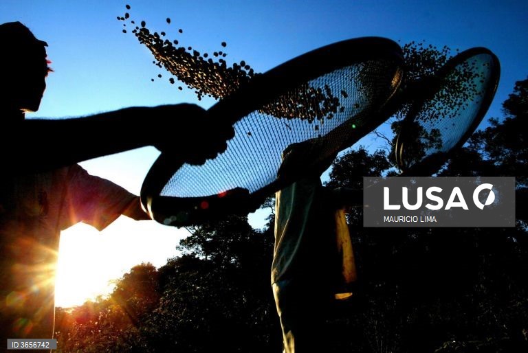 Exportações de café do Brasil em janeiro caem 30,8% para 2,78 milhões de sacas