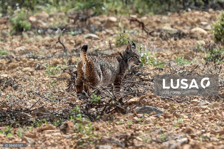 Mudança na equipa do lince ibérico em Silves é uma questão de gestão interna - ministra do Ambiente