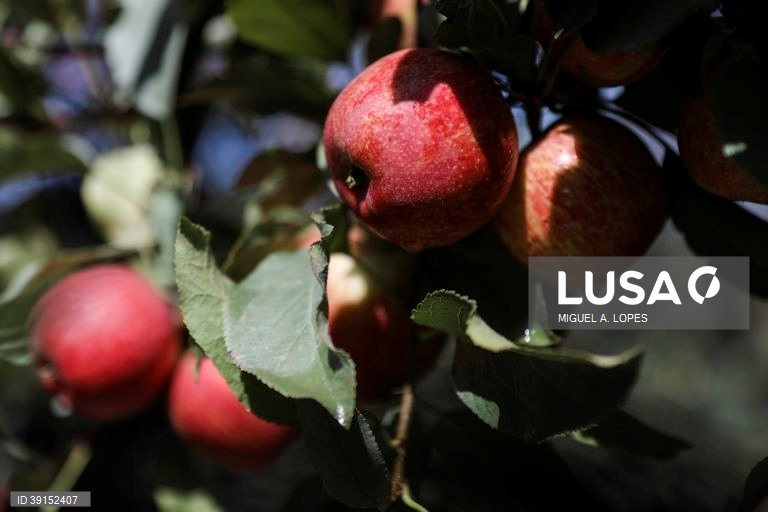 Maçã de Carrazeda de Ansiães com perdas de 95 a 98% nesta colheita