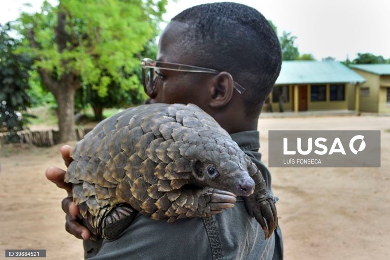 Moçambique entre principais países de origem de pangolins no comércio ilegal