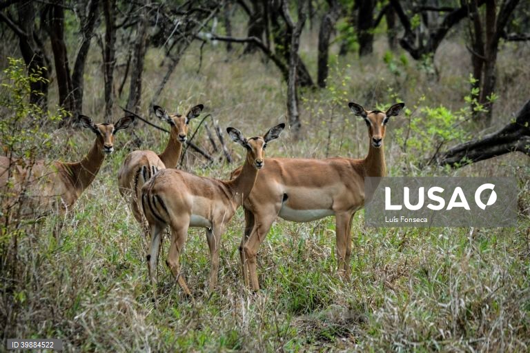 Caçadores furtivos matam fiscal no parque moçambicano de Gorongosa