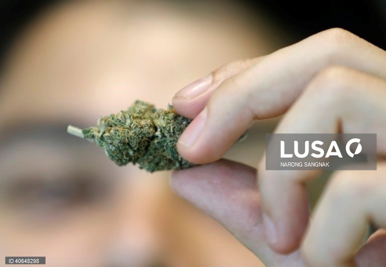 Português detido em Singapura com mais de 36 quilogramas de canábis