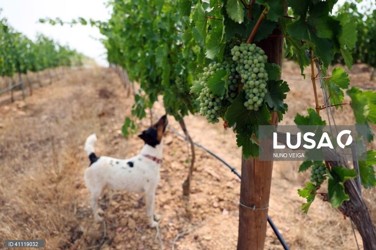 Algarve Wine Production Plummets 10% Due to Climate Instability