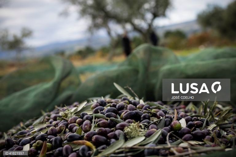 Produção de azeitona cai 30% em Trás-os-Montes mas nalgumas zonas chega aos 50%