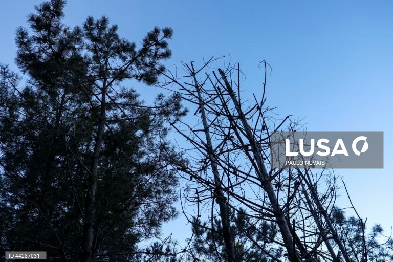 ICNF diz que abate de pinheiros em Sesimbra não precisava de autorização