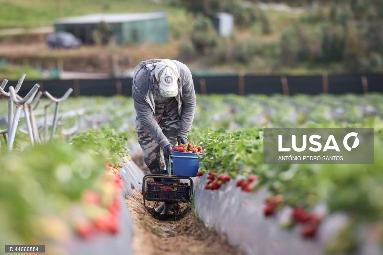 Rendimento agrícola cai 10,7% em 2025 devido à redução dos subsídios - INE