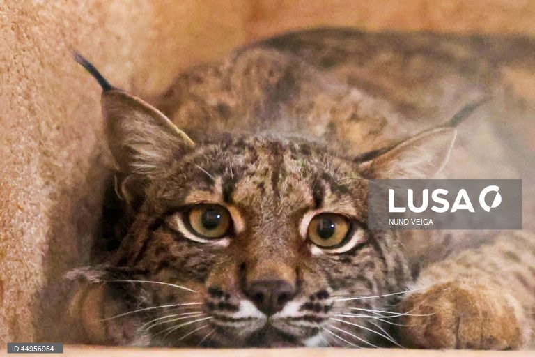 Serra da Malcata vai receber projeto de reintrodução do lince ibérico - ministra