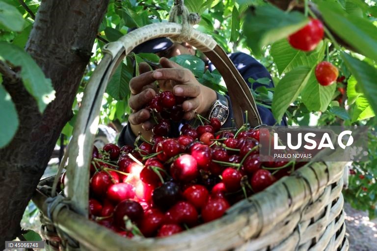 Campanha da cereja no Fundão pode correr melhor do que nos últimos três anos
