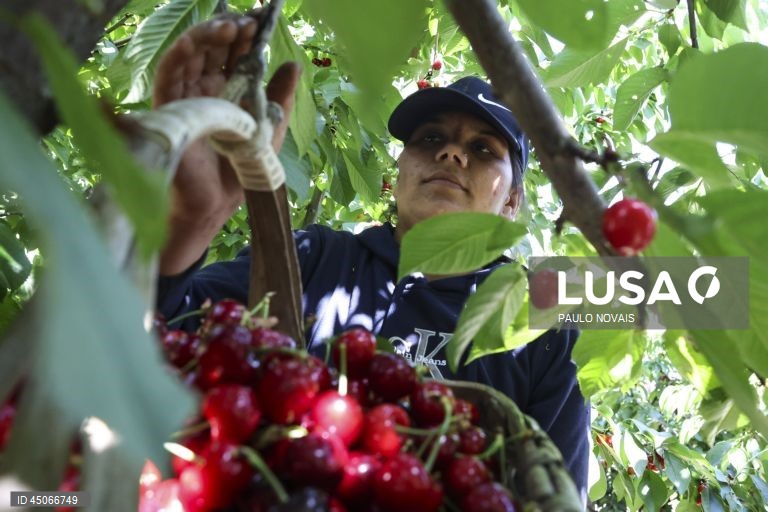 Imigrantes mitigam falta de mão de obra na apanha da cereja no Fundão