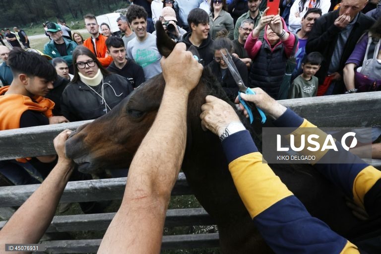 Rapa das Bestas festival in Cedeira