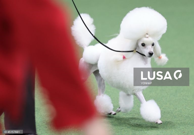 Dog show in Seoul