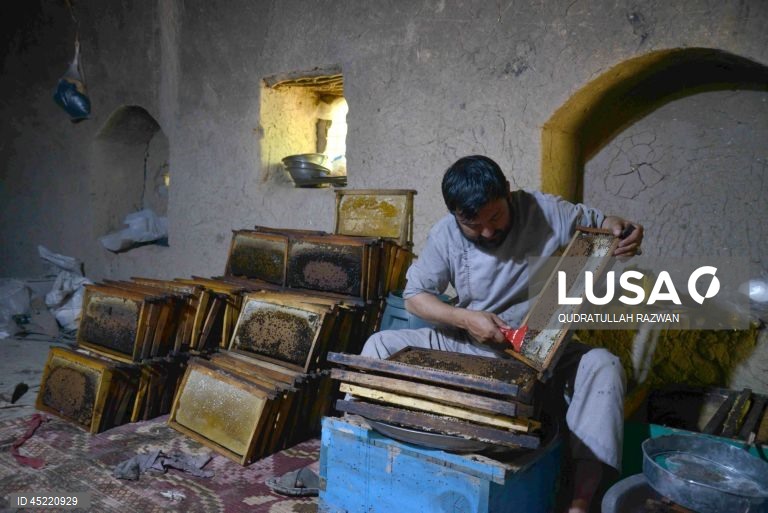 Kandahar beekeepers face market challenges amid fake honey concerns