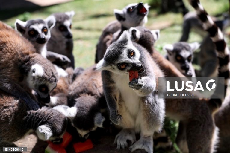 Animals at Skopje zoo receive frozen fruit amid heatwave