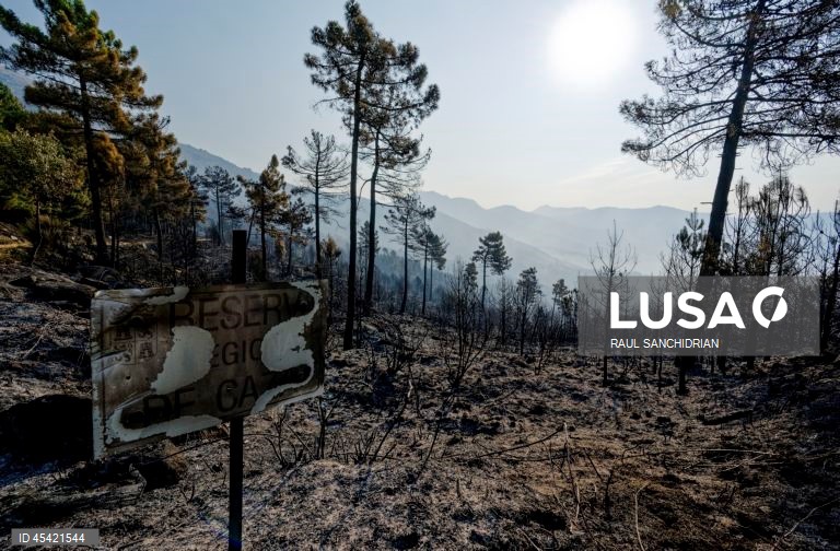 Aftermath of wildfire in Spains Avila province
