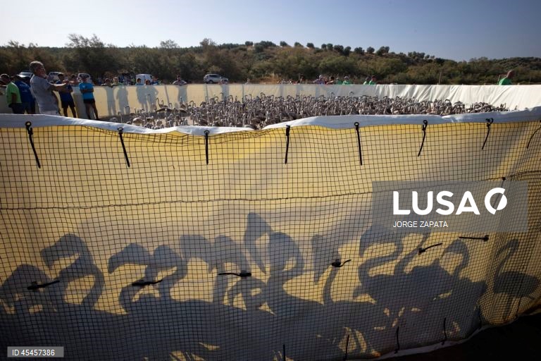Center for tracking and studying flamingos in Malaga