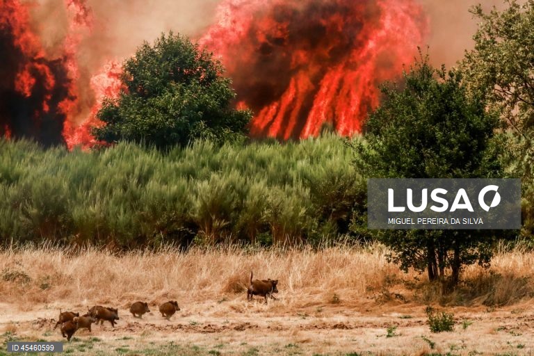 Doze distritos de Portugal continental sob aviso laranja devido ao tempo quente