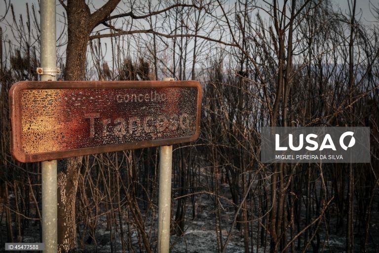 Fogos de Trancoso e Arganil com mais de 40 mil hectares ardidos cada