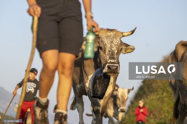 Cows move from high pastures to lower ones