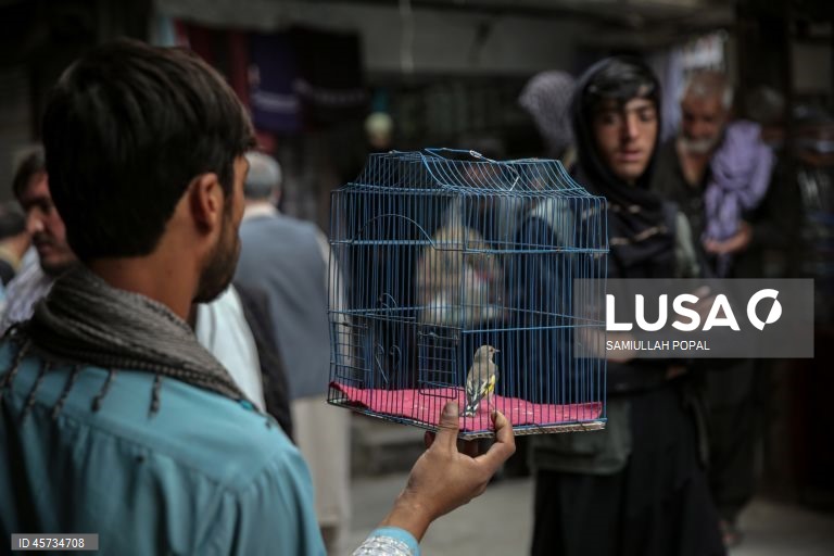 Historic bird market in Kabul