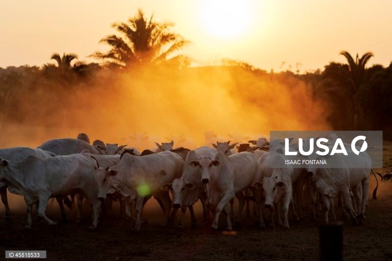Calor extremo ameaça agricultura e segurança alimentar no Brasil, alerta FAO