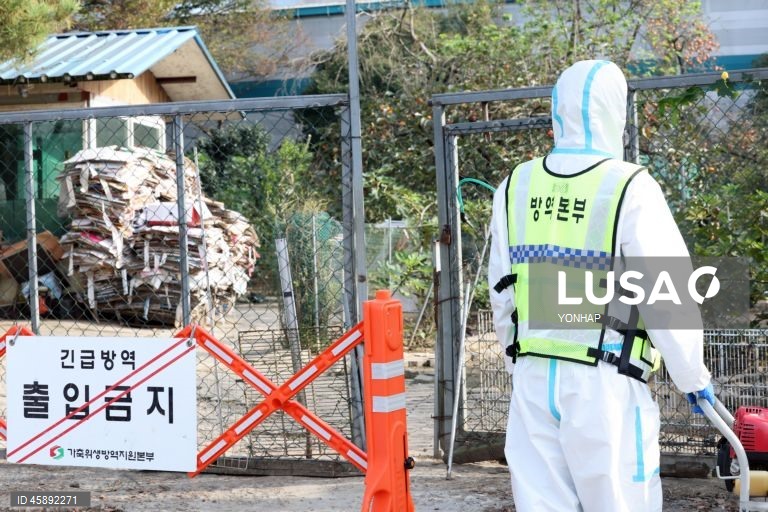 Avian flu outbreak at a goose farm in South Korea