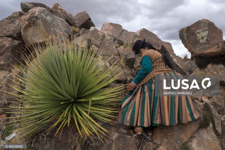 Bolivia takes steps to conserve Puya raimondii, the queen of the Andes plant