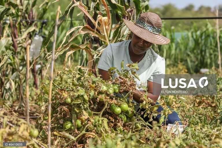 Cabo Verde: After a year of processing seaweed, locals harvesting tomatoes, corn