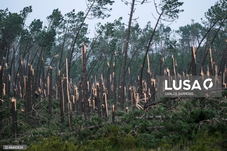 Risco de incêndio maior na Mata de Leiria se maioria da carga combustível não for retirada – ICNF