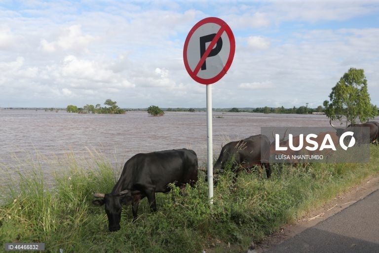 Produção de carne em Moçambique aumentou mais de 11% em 2025