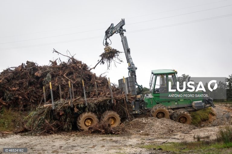 Proprietários florestais alertam para dificuldade na retirada de material lenhoso