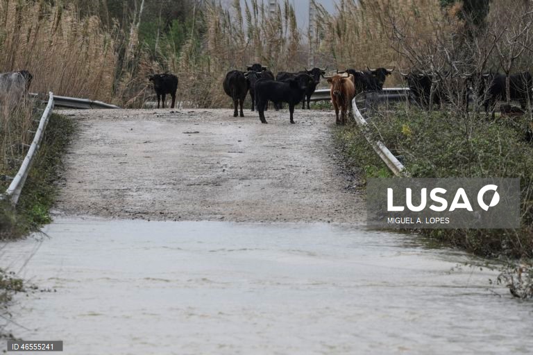 Agricultores com 1.695 declarações de prejuízo a Norte, 70% são do Douro