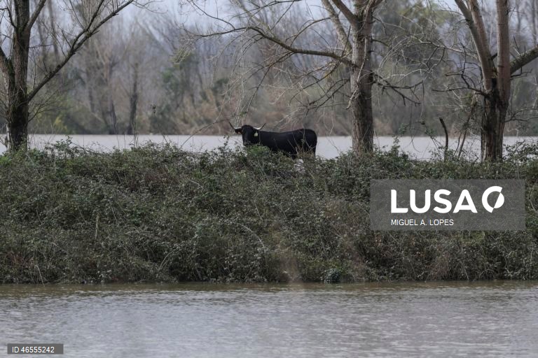 Níveis do rio Mondego em Montemor-o-Velho começam a baixar mas situação ainda é crítica