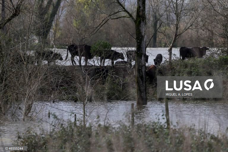 Lisboa e Vale do Tejo com 107,9 ME de prejuízos declarados na agricultura - CCDR