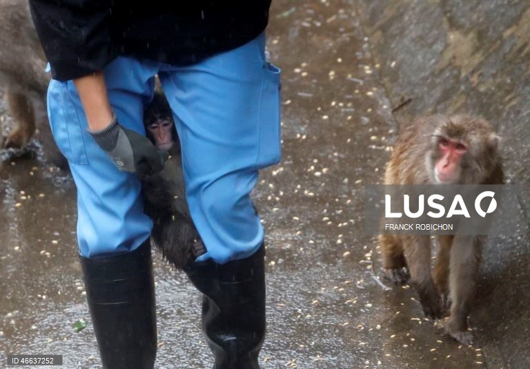 Monkey Punch joins group after bonding with stuffed orangutan