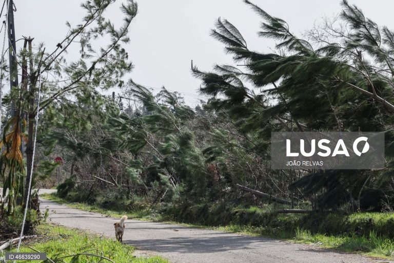 Cerca de 50ME de prejuízos reportados por 2.661 agricultores no Norte