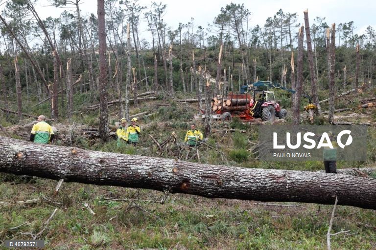 Seis mil intenções de privados para remoção de material lenhoso