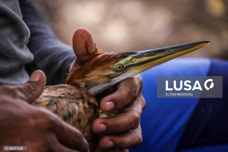 Técnicos percorrem terreno difícil para preservar garça-vermelha, ave exclusiva de Cabo Verde