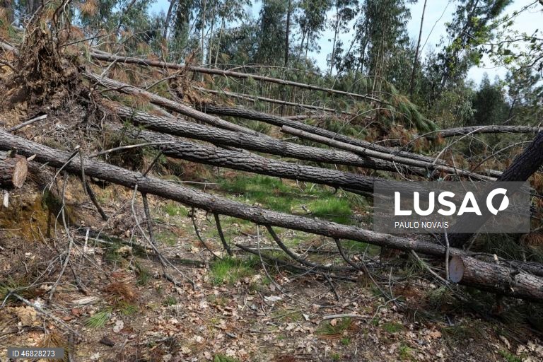 Pinhal Interior teme verão difícil com árvores derrubadas e caminhos impedidos