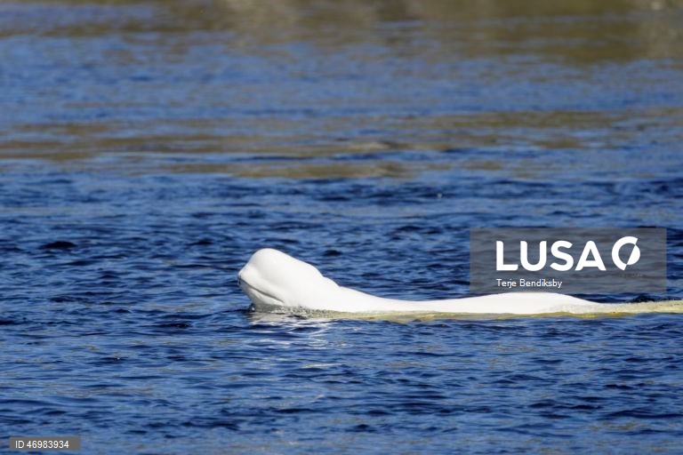 Beluga whale spotted in river near Hokksund