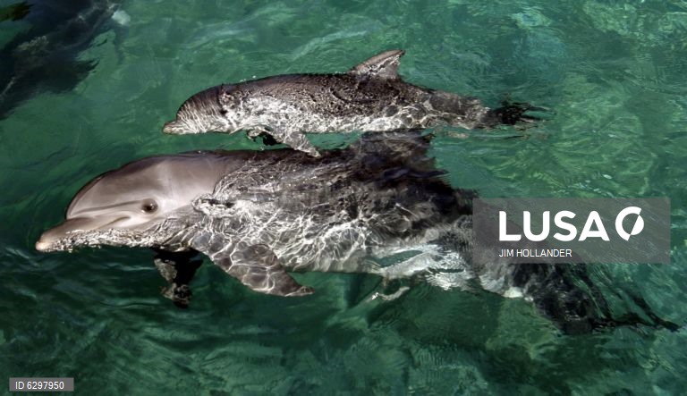 Estudo deteta contaminantes de dispositivos eletrónicos em golfinhos de Hong Kong