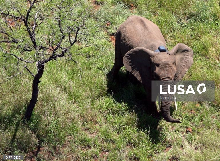 Moçambique: Real-time monitoring of elephants to mitigate conflicts