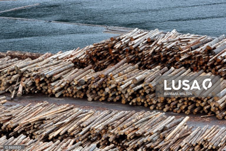 Moçambique vai introduzir sistema digital de controlo de exportação de madeira