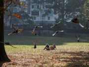 Projetos musicais algarvios atuam no Central Park em Nova Iorque