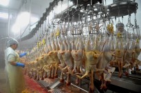 Macau proíbe importação de carne de Benavente após casos de gripe aviária