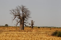 Degradação dos solos afeta perto de 1,7 mil milhões de pessoas em zonas agrícolas